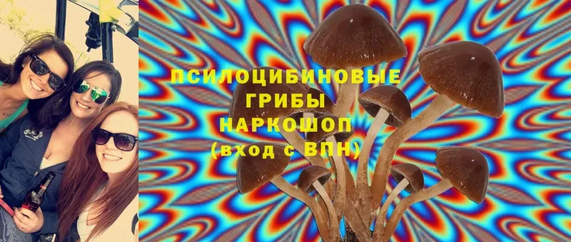 купить наркотик  Качканар  Псилоцибиновые грибы MAGIC MUSHROOMS 